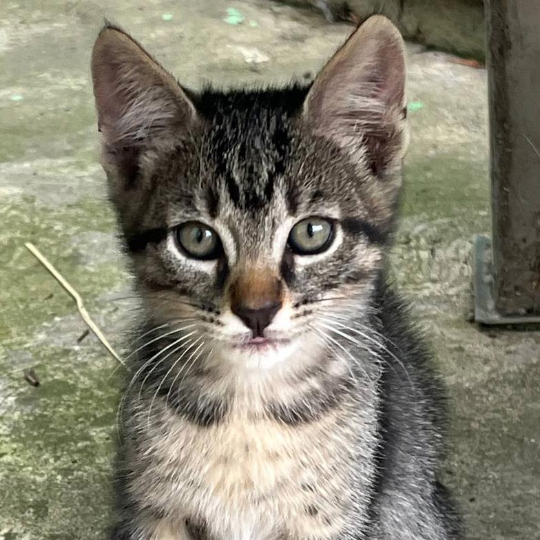 Young tabby kitten looking up from a courtyard
