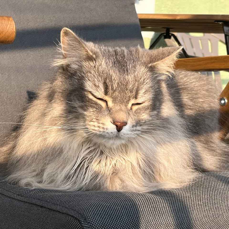 Fluffy gray cat napping peacefully in the sun