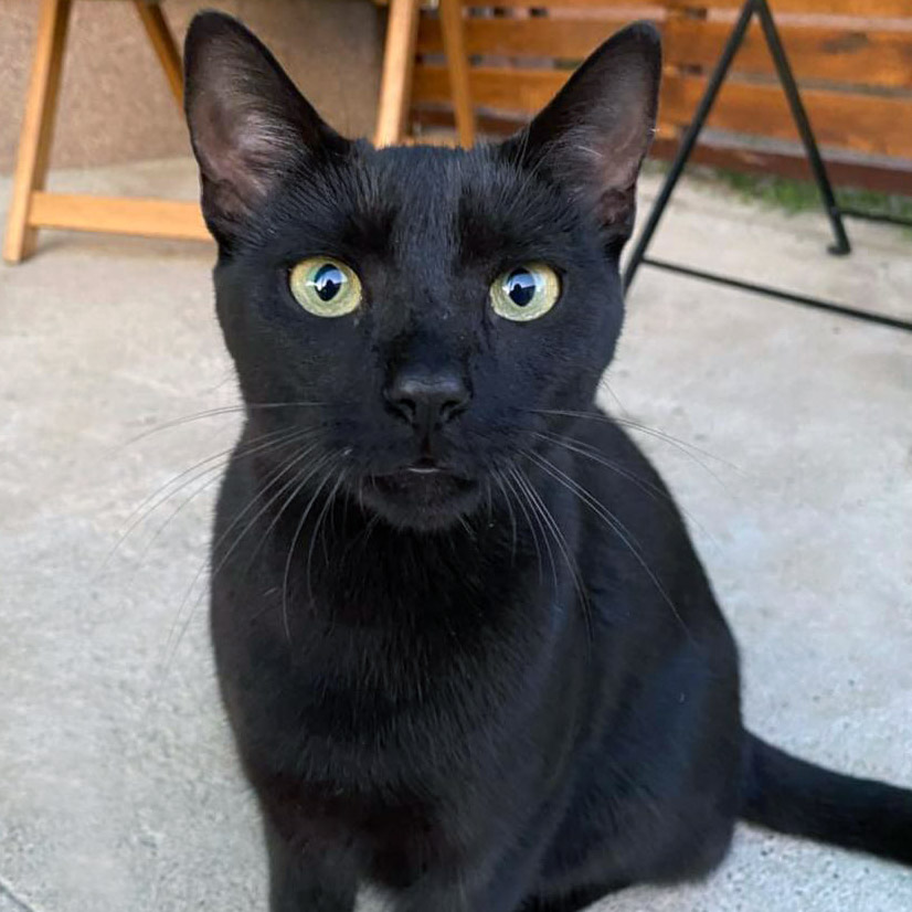 Sleek black cat sitting calmly with no collar