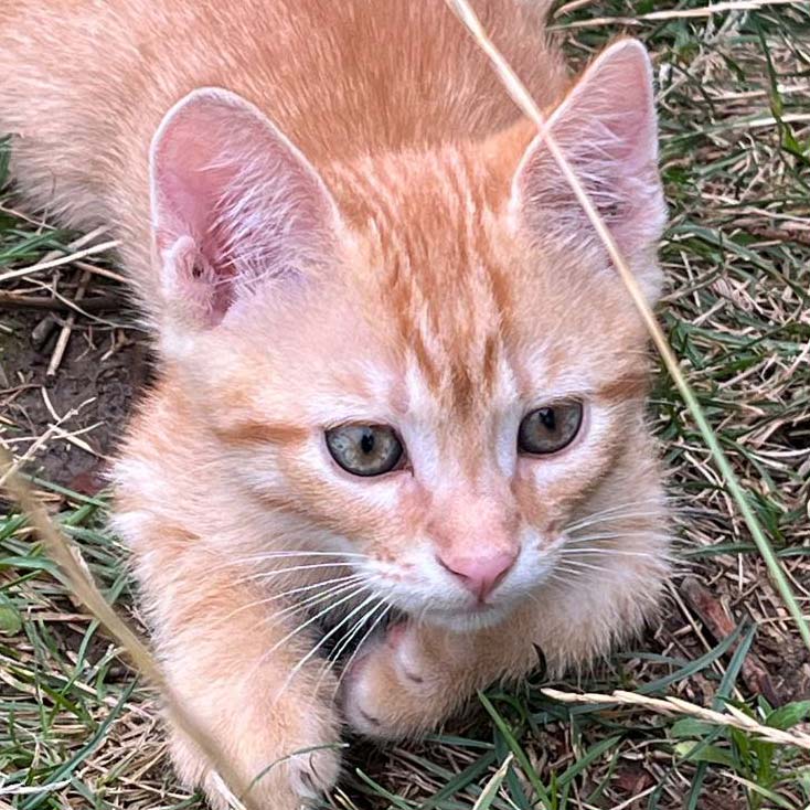 Ginger stray kitten crouched low in dry grass